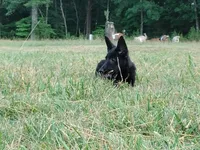 Steele, a male Belgian Malinois and Belgian Shepherd Dog for sale in Calico Rock, AR – Photo 1 of 4