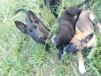 Steele, a male Belgian Malinois and Belgian Shepherd Dog for sale in Calico Rock, AR – Photo 4 of 4
