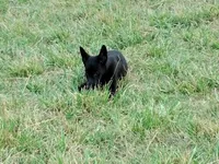 Steele, a male Belgian Malinois and Belgian Shepherd Dog for sale in Calico Rock, AR – Photo 2 of 4