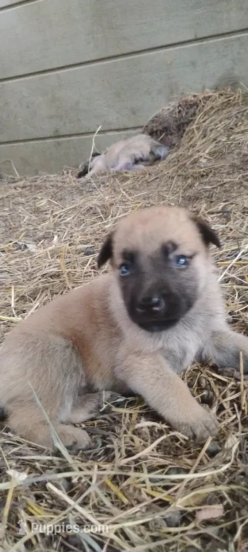 Shema 6 – Belgian Malinois, German Shepherd Dog puppy for sale in Calico Rock, AR