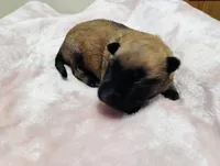Shema 5, a male Belgian Malinois and German Shepherd Dog for sale in Calico Rock, AR – 5 of 5