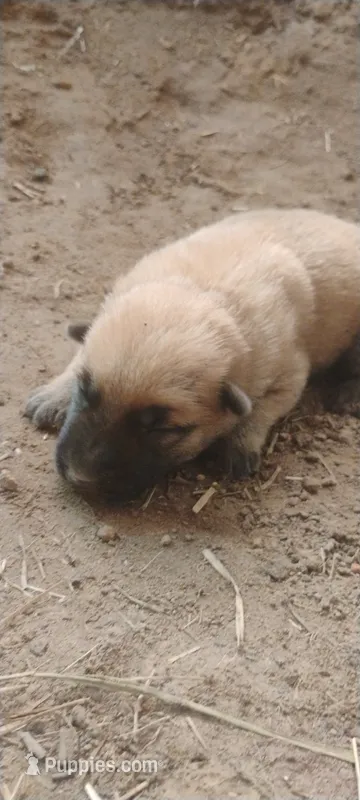 Lyric 1 – Belgian Malinois, German Shepherd Dog puppy for sale in Calico Rock, AR