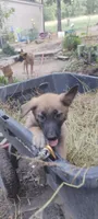 Shema 5, a male Belgian Malinois and German Shepherd Dog for sale in Calico Rock, AR – 2 of 5