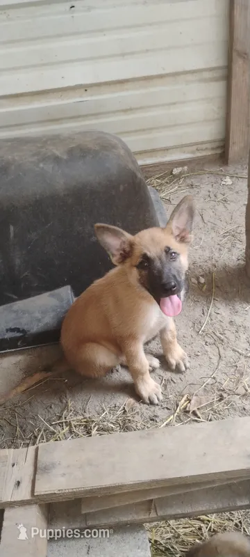 Shema 8 – Belgian Malinois, German Shepherd Dog puppy for sale in Calico Rock, AR