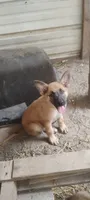 Shema 8, a male Belgian Malinois and German Shepherd Dog for sale in Calico Rock, AR – 1 of 7