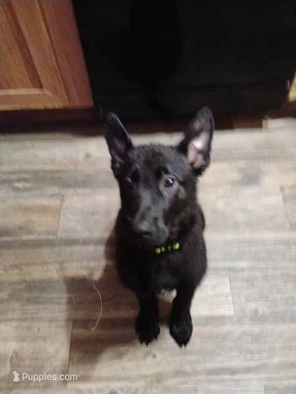 Black 2 ekmet – Belgian Malinois, German Shepherd Dog puppy for sale in Calico Rock, AR
