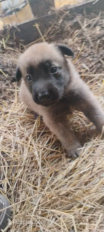 Shema 10 – Belgian Malinois, German Shepherd Dog puppy for sale in Calico Rock, AR
