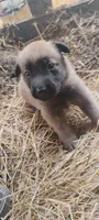 Shema 10, a female Belgian Malinois and German Shepherd Dog for sale in Calico Rock, AR – 6 of 7