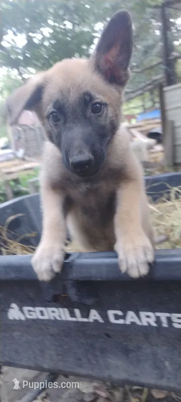 Shema 9 – Belgian Malinois, German Shepherd Dog puppy for sale in Calico Rock, AR