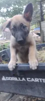Shema 9, a male Belgian Malinois and German Shepherd Dog for sale in Calico Rock, AR – 1 of 5