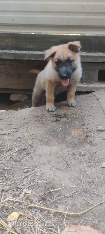 Shema 7 – Belgian Malinois, German Shepherd Dog puppy for sale in Calico Rock, AR