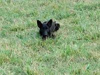 Knight, a male Belgian Malinois for sale in Calico Rock, AR – Photo 1 of 3