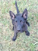 Knight, a male Belgian Malinois for sale in Calico Rock, AR – Photo 3 of 3