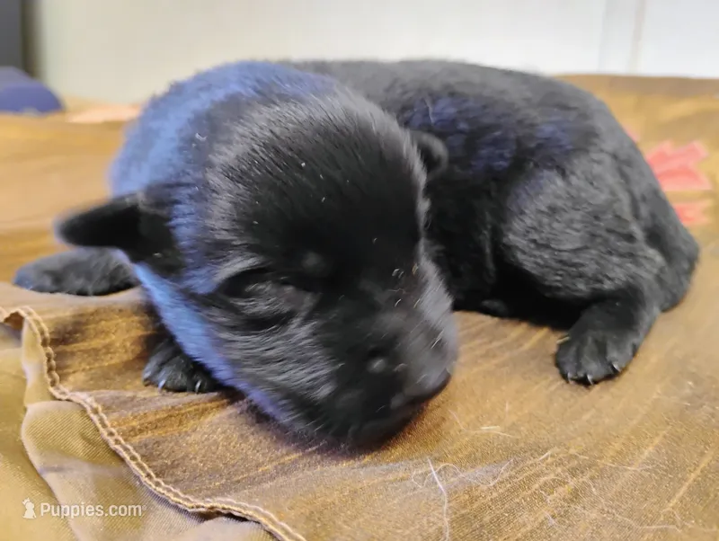 Shema 4 – Belgian Malinois, German Shepherd Dog puppy for sale in Calico Rock, AR