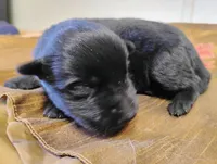 Shema 4, a female Belgian Malinois and German Shepherd Dog for sale in Calico Rock, AR – 4 of 5
