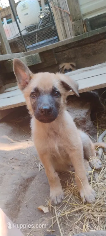 Shema 6 – Belgian Malinois, German Shepherd Dog puppy for sale in Calico Rock, AR
