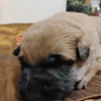 Big bear, a male Belgian Malinois and German Shepherd Dog for sale in Calico Rock, AR – Photo 3 of 3