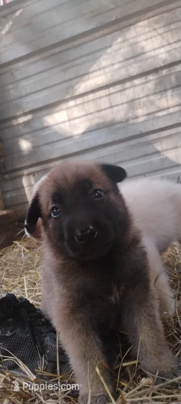 Shema 5 – Belgian Malinois, German Shepherd Dog puppy for sale in Calico Rock, AR
