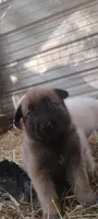 Shema 5, a male Belgian Malinois and German Shepherd Dog for sale in Calico Rock, AR – 3 of 5