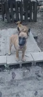 Vega, a female Belgian Malinois and German Shepherd Dog for sale in Calico Rock, AR – 2 of 6