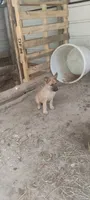 Shema 8, a male Belgian Malinois and German Shepherd Dog for sale in Calico Rock, AR – 2 of 7