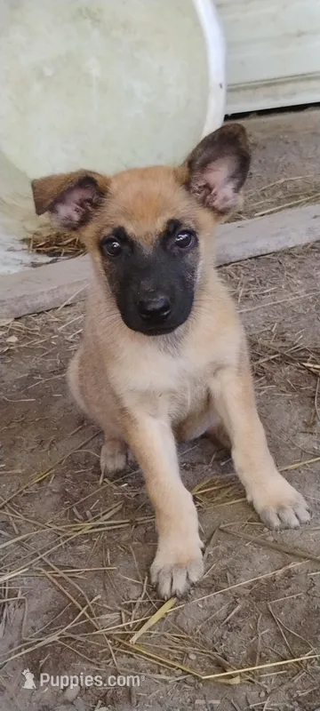 Shema 6 – Belgian Malinois, German Shepherd Dog puppy for sale in Calico Rock, AR