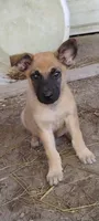 Shema 6, a female Belgian Malinois and German Shepherd Dog for sale in Calico Rock, AR – 4 of 4