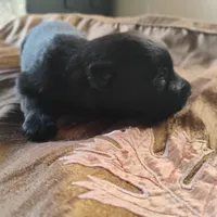 Black ekmet 4, a male Belgian Malinois and German Shepherd Dog for sale in Calico Rock, AR – Photo 2 of 2