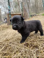 Black ekmet 4, a male Belgian Malinois and German Shepherd Dog for sale in Calico Rock, AR – Photo 1 of 2