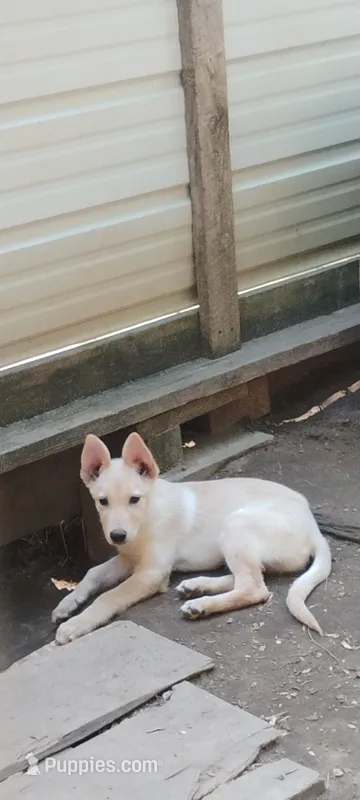 Zaddok – Belgian Malinois, German Shepherd Dog puppy for sale in Calico Rock, AR