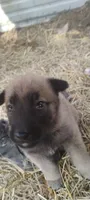 Shema 9, a male Belgian Malinois and German Shepherd Dog for sale in Calico Rock, AR – 3 of 5