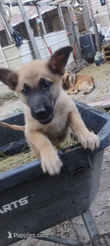 Shema 8 – Belgian Malinois, German Shepherd Dog puppy for sale in Calico Rock, AR