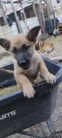 Shema 8, a male Belgian Malinois and German Shepherd Dog for sale in Calico Rock, AR – 4 of 7
