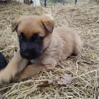 Big bear, a male Belgian Malinois and German Shepherd Dog for sale in Calico Rock, AR – Photo 2 of 3