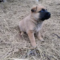 Big bear, a male Belgian Malinois and German Shepherd Dog for sale in Calico Rock, AR – Photo 1 of 3