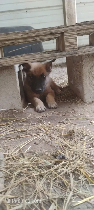 Lyric3 – Belgian Malinois, German Shepherd Dog puppy for sale in Calico Rock, AR