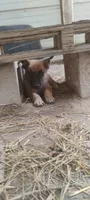 Lyric3, a male Belgian Malinois and German Shepherd Dog for sale in Calico Rock, AR – 1 of 6