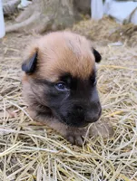 Sable zamah 4, a male Belgian Malinois and German Shepherd Dog for sale in Calico Rock, AR – Photo 3 of 6