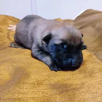 Sable zamah 4, a male Belgian Malinois and German Shepherd Dog for sale in Calico Rock, AR – Photo 5 of 6