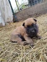 Sable zamah 4, a male Belgian Malinois and German Shepherd Dog for sale in Calico Rock, AR – Photo 6 of 6