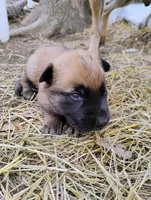 Sable zamah 4, a male Belgian Malinois and German Shepherd Dog for sale in Calico Rock, AR – Photo 2 of 6