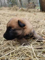 Sable zamah 4, a male Belgian Malinois and German Shepherd Dog for sale in Calico Rock, AR – Photo 4 of 6