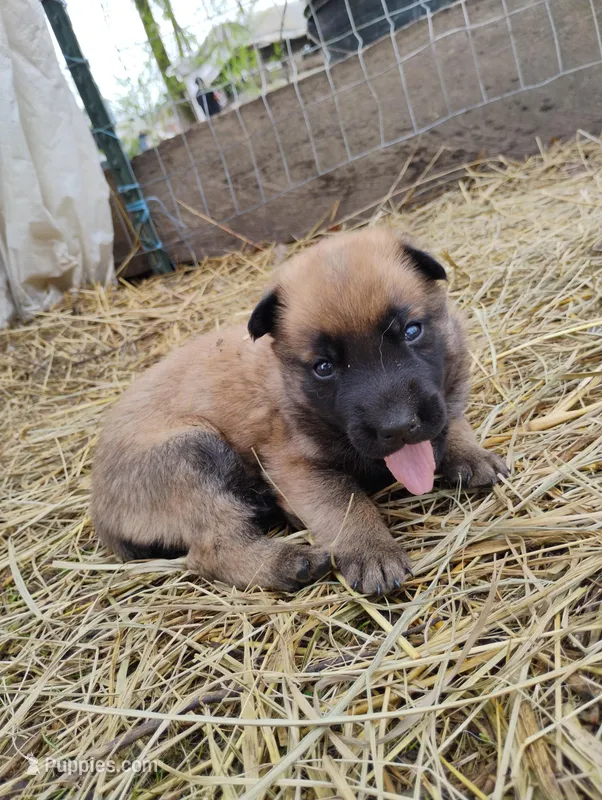 Sable zamah 4 – Belgian Malinois, German Shepherd Dog puppy for sale in Calico Rock, AR