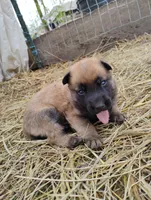 Sable zamah 4, a male Belgian Malinois and German Shepherd Dog for sale in Calico Rock, AR – Photo 1 of 6