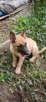 Saber , a male Belgian Malinois and German Shepherd Dog for sale in Calico Rock, AR – 2 of 8