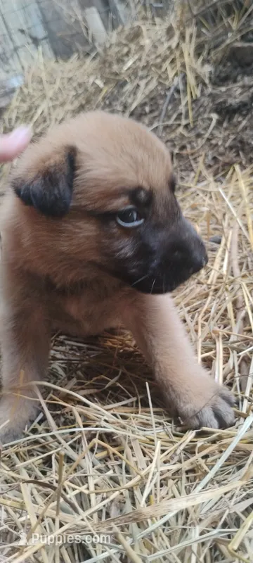 Shema 8 – Belgian Malinois, German Shepherd Dog puppy for sale in Calico Rock, AR