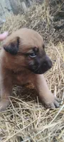 Shema 8, a male Belgian Malinois and German Shepherd Dog for sale in Calico Rock, AR – 7 of 7