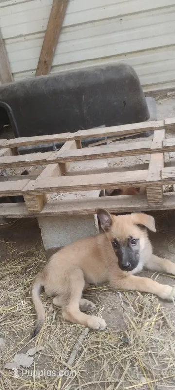 Shema 10 – Belgian Malinois, German Shepherd Dog puppy for sale in Calico Rock, AR