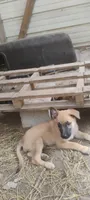 Shema 10, a female Belgian Malinois and German Shepherd Dog for sale in Calico Rock, AR – 1 of 7