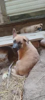Shema 6, a female Belgian Malinois and German Shepherd Dog for sale in Calico Rock, AR – 2 of 4